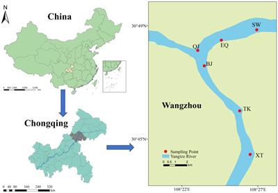 Microbial community diversity and potential functionality in response to dam construction along the Three Gorge Reservoir, China